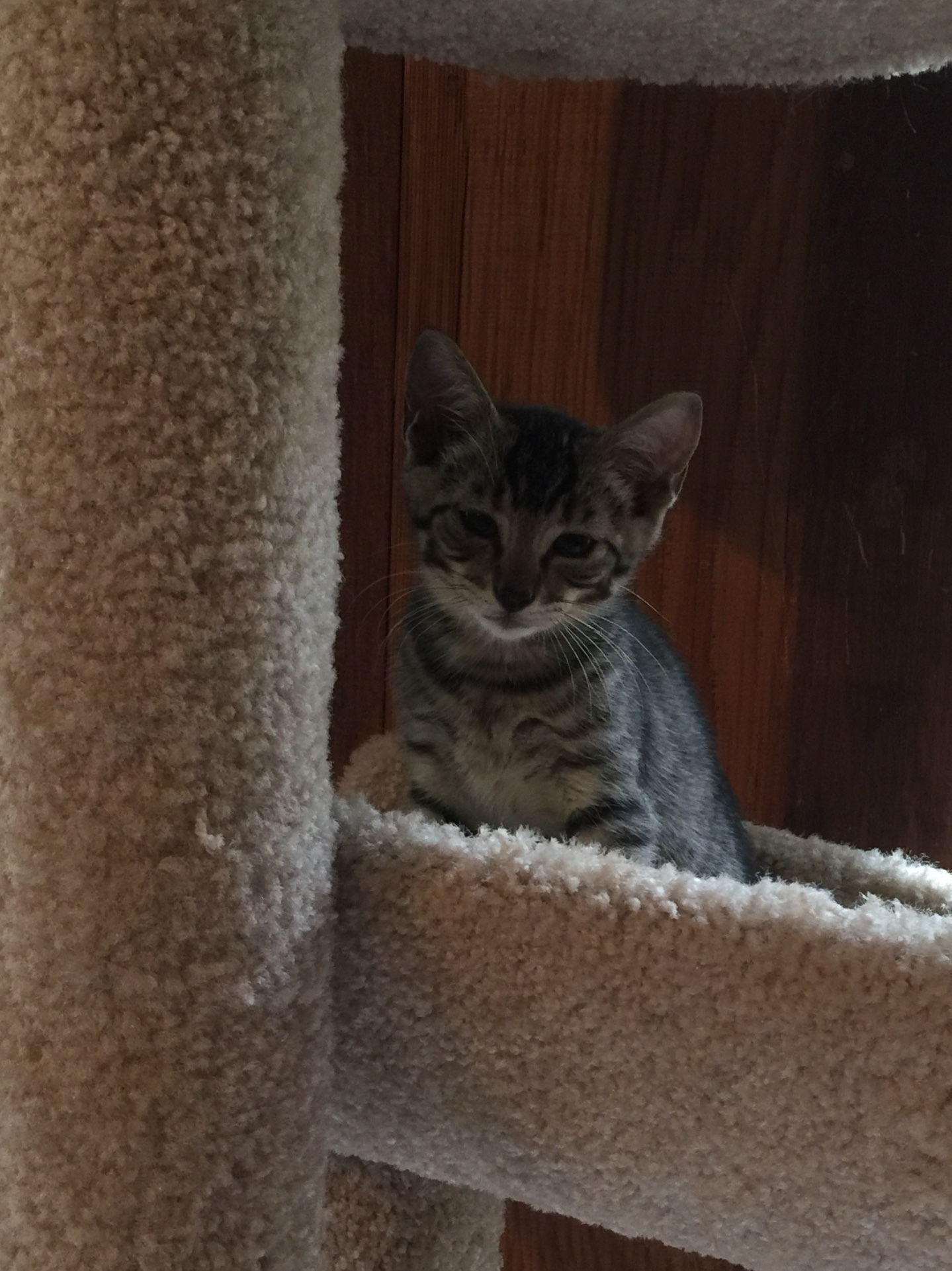 Reagan, an adoptable Domestic Short Hair in Dallas, TX, 75228 | Photo Image 2