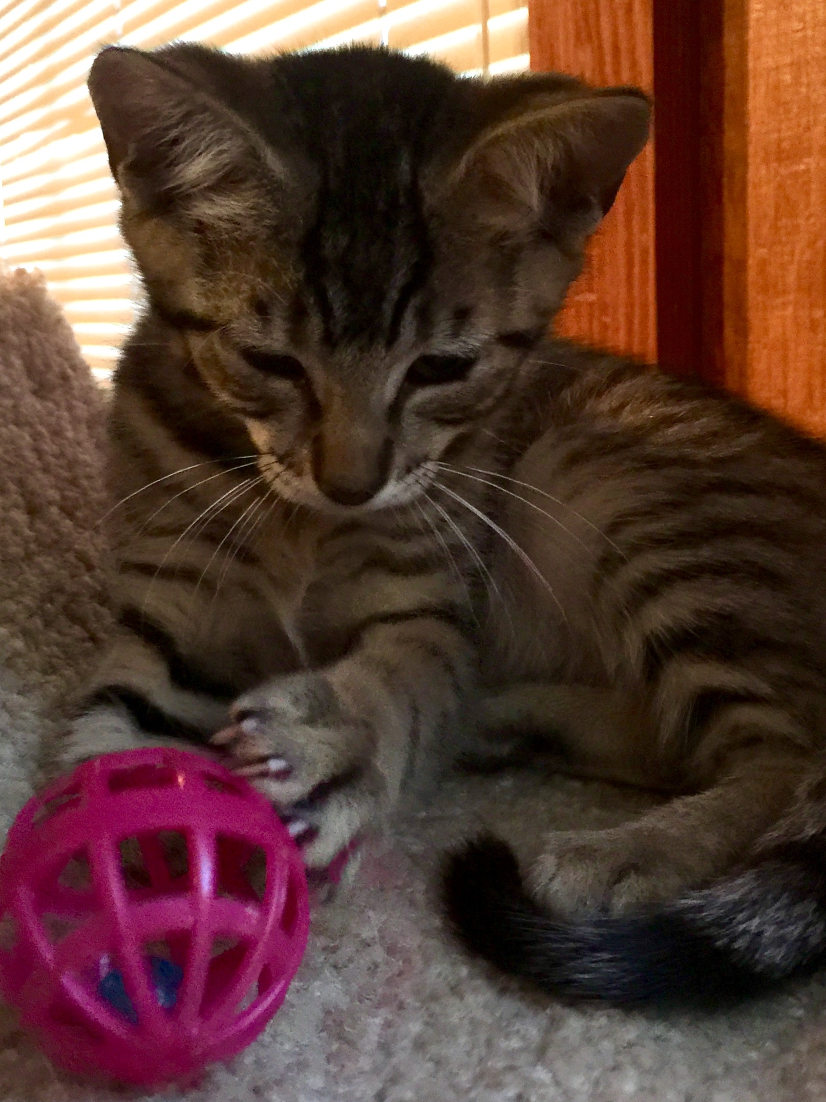 Reagan, an adoptable Domestic Short Hair in Dallas, TX, 75228 | Photo Image 1