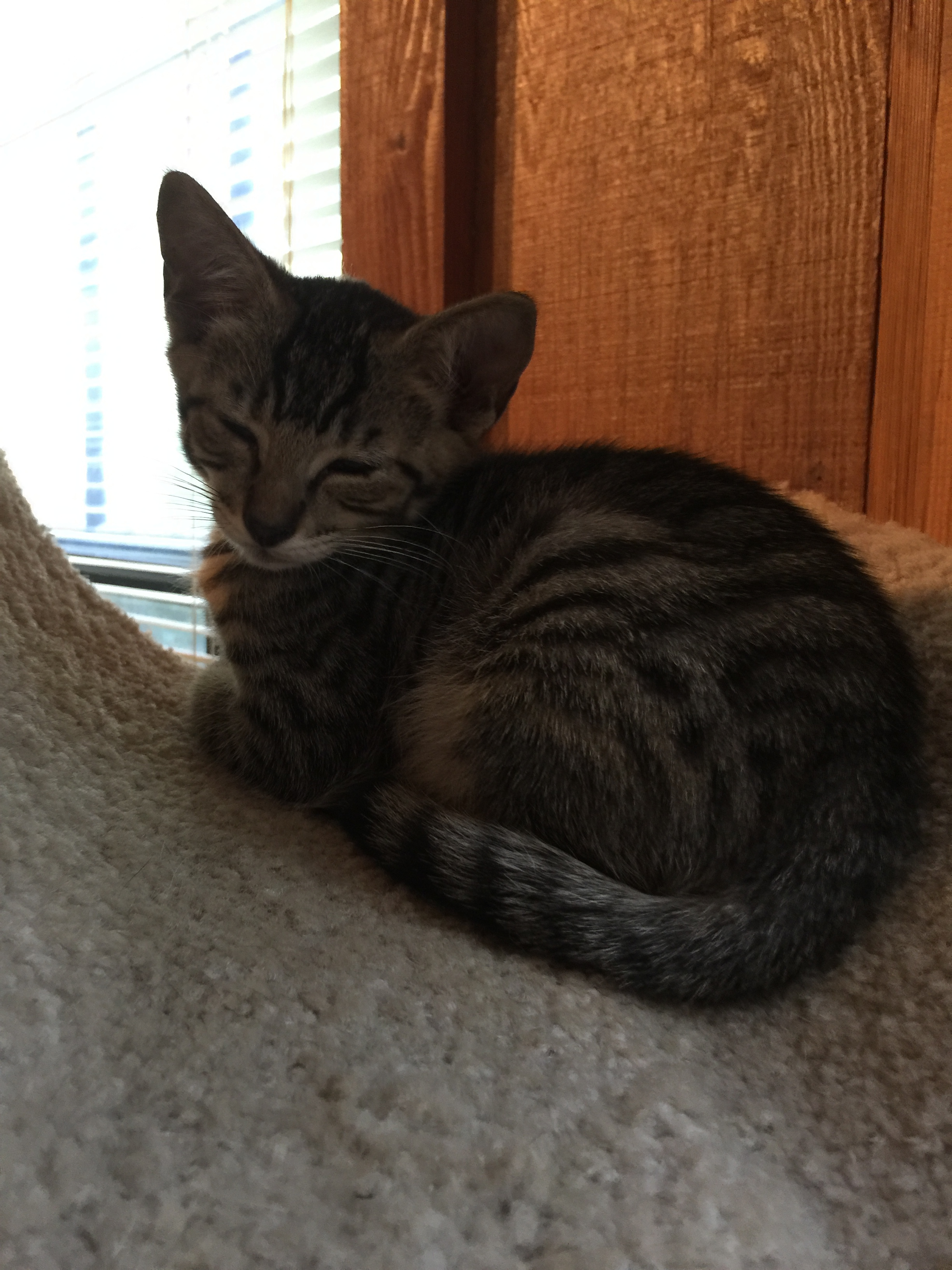 Reagan, an adoptable Domestic Short Hair in Dallas, TX, 75228 | Photo Image 3