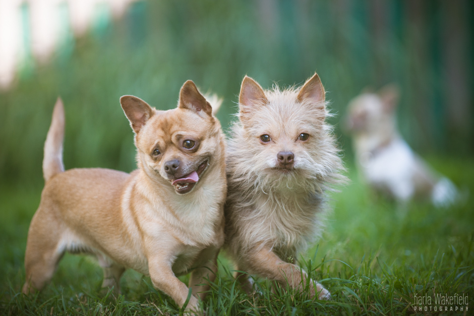 Rollie & Asher (Foster Home Needed), an adoptable Chihuahua, Terrier in Vancouver, BC, V5R 3B9 | Photo Image 1