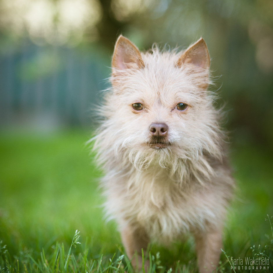 Rollie & Asher (Foster Home Needed), an adoptable Chihuahua, Terrier in Vancouver, BC, V5R 3B9 | Photo Image 2