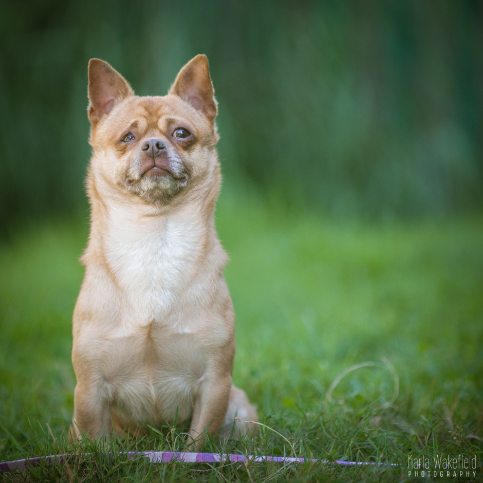 Rollie & Asher (Foster Home Needed), an adoptable Chihuahua, Terrier in Vancouver, BC, V5R 3B9 | Photo Image 3