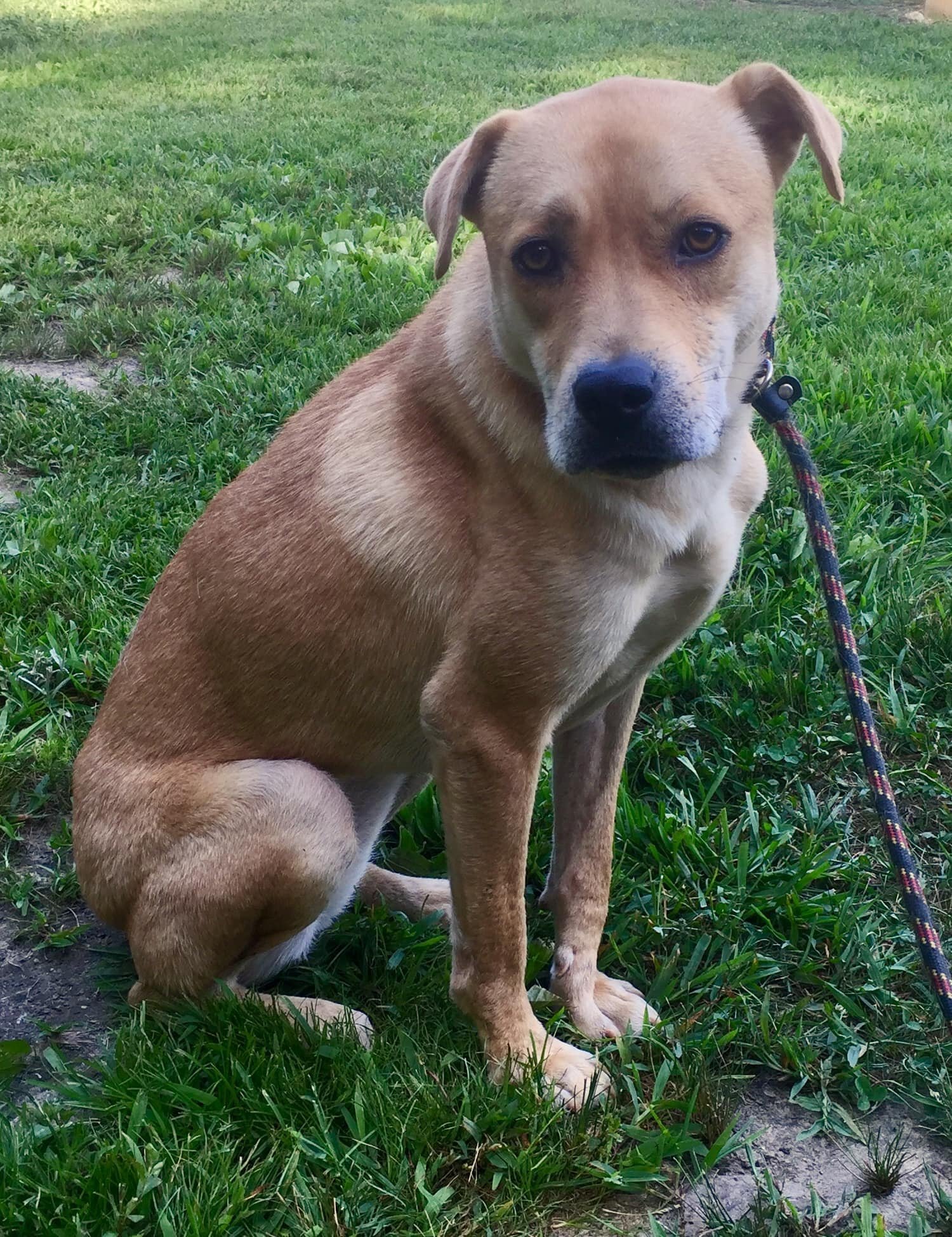 Missy, an adoptable Shepherd, Labrador Retriever in New York, NY, 10075 | Photo Image 1