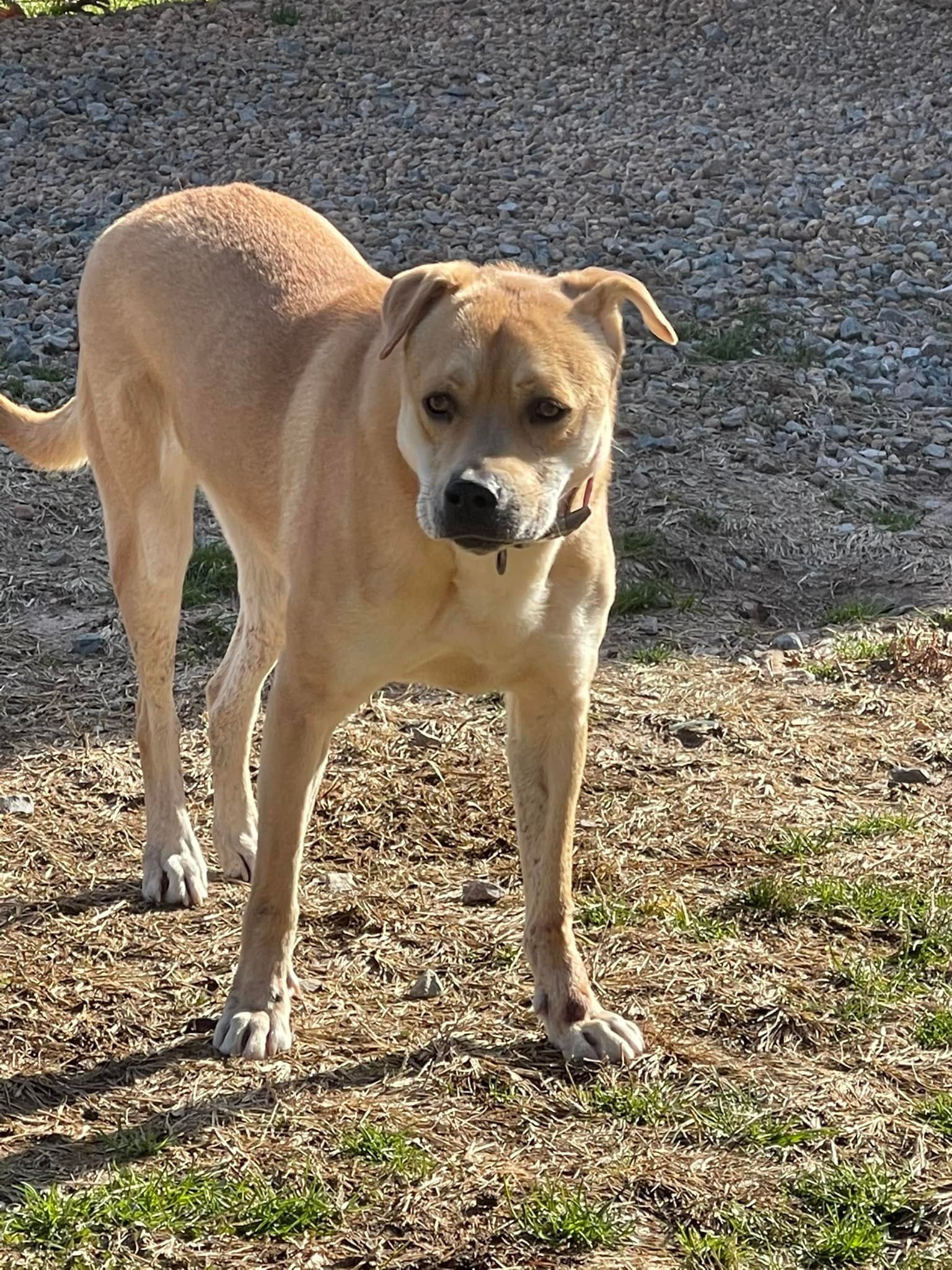 Missy, an adoptable Shepherd, Labrador Retriever in New York, NY, 10075 | Photo Image 3