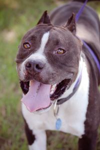 Tank, an adoptable American Staffordshire Terrier in Tuttle, OK, 73089 | Photo Image 1