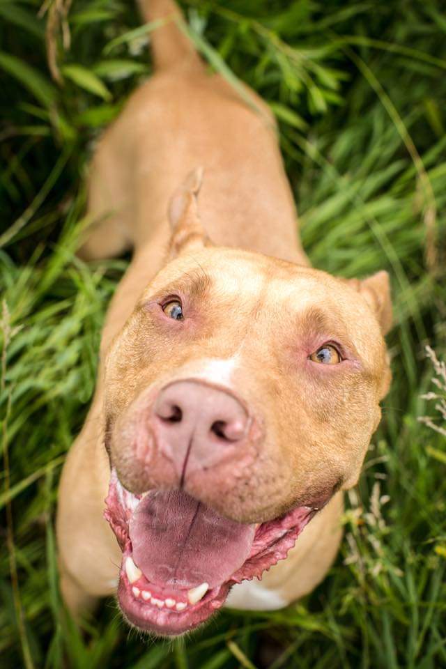 Jackson, an adoptable Pit Bull Terrier in Blacklick, OH, 43004 | Photo Image 3