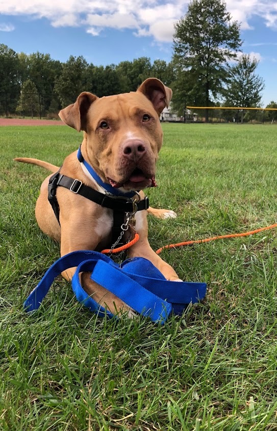 Jackson, an adoptable Pit Bull Terrier in Blacklick, OH, 43004 | Photo Image 4