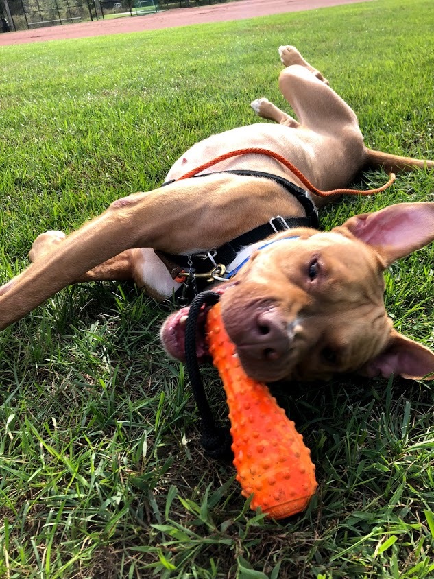 Jackson, an adoptable Pit Bull Terrier in Blacklick, OH, 43004 | Photo Image 5