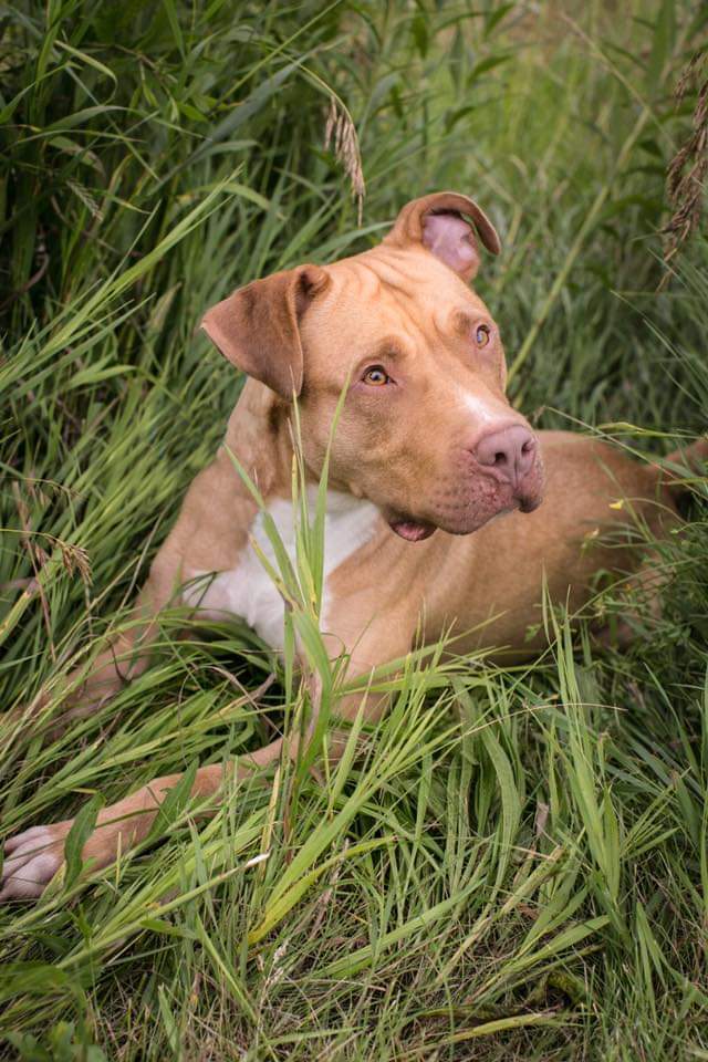 Jackson, an adoptable Pit Bull Terrier in Blacklick, OH, 43004 | Photo Image 1