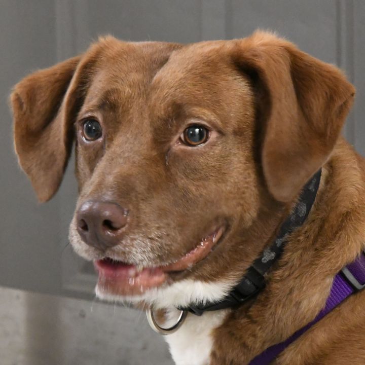 Dog For Adoption Rama A Chocolate Labrador Retriever Australian Shepherd Mix In Huntley Il Petfinder