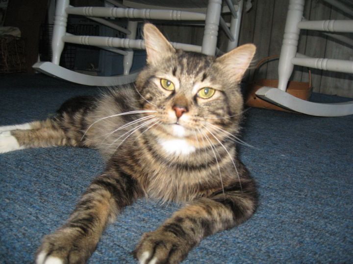 Maine Coon Cat Rescue Marietta Ga