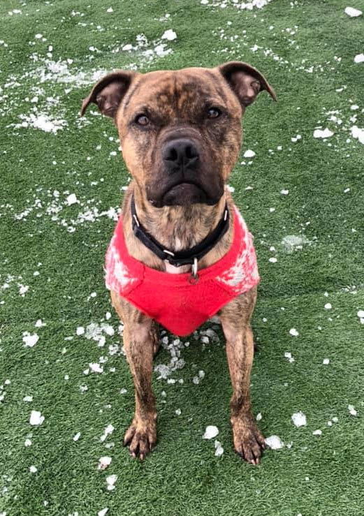 Atlas, an adoptable Boxer, Terrier in Cedar Rapids, IA, 52405 | Photo Image 1