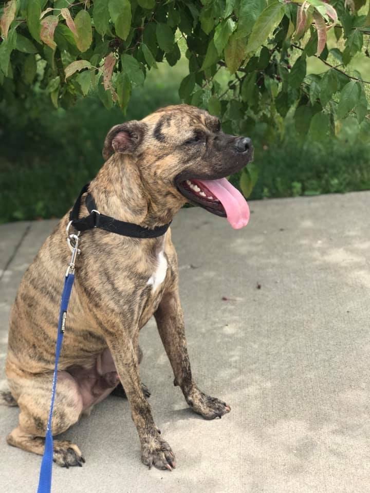 Atlas, an adoptable Boxer, Terrier in Cedar Rapids, IA, 52405 | Photo Image 3