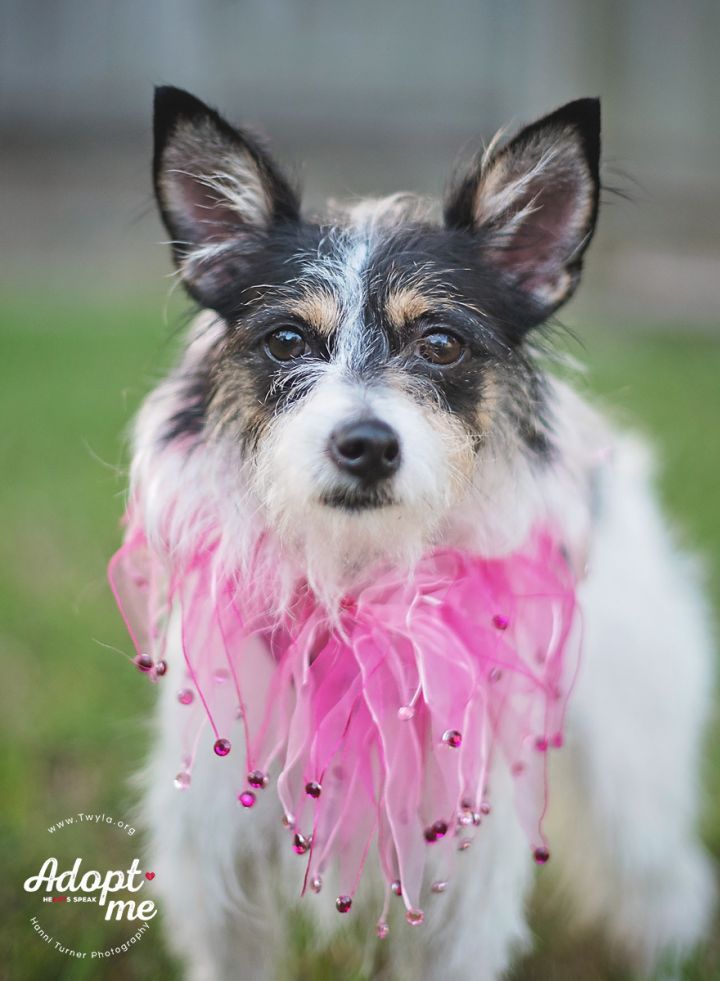 Stacey, an adopted Terrier & Dachshund Mix in Kingwood, TX_image-3