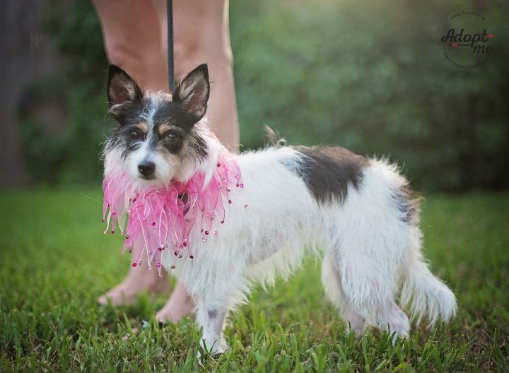 Stacey, an adopted Terrier & Dachshund Mix in Kingwood, TX_image-4