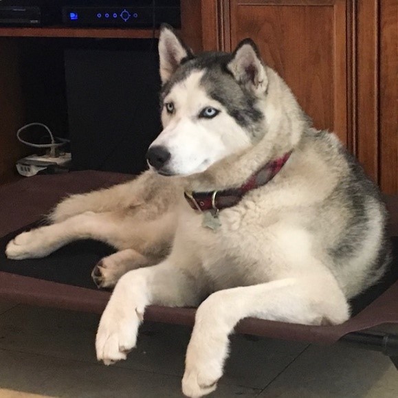 Sasha, an adoptable Siberian Husky in Torrance, CA, 90504 | Photo Image 1