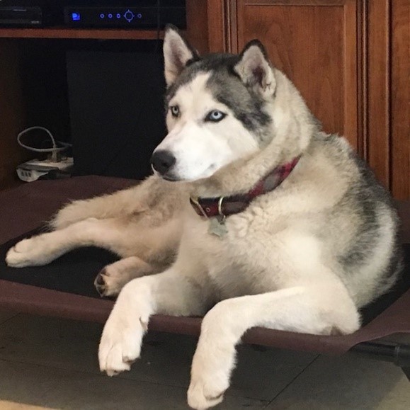 Sasha, an adoptable Siberian Husky in Torrance, CA_image-1