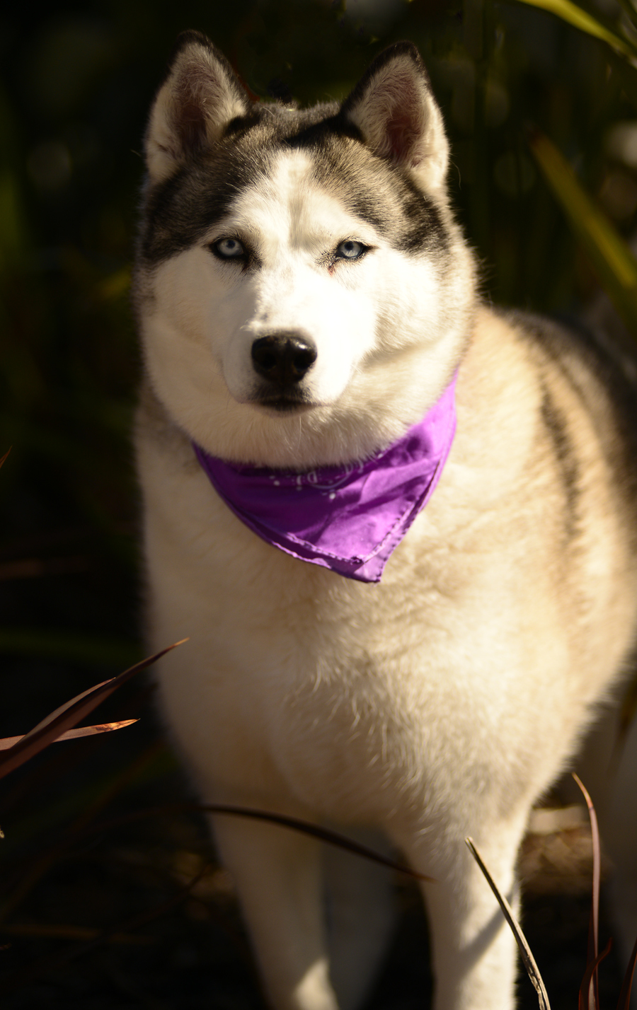Sasha, an adoptable Siberian Husky in Torrance, CA, 90504 | Photo Image 2