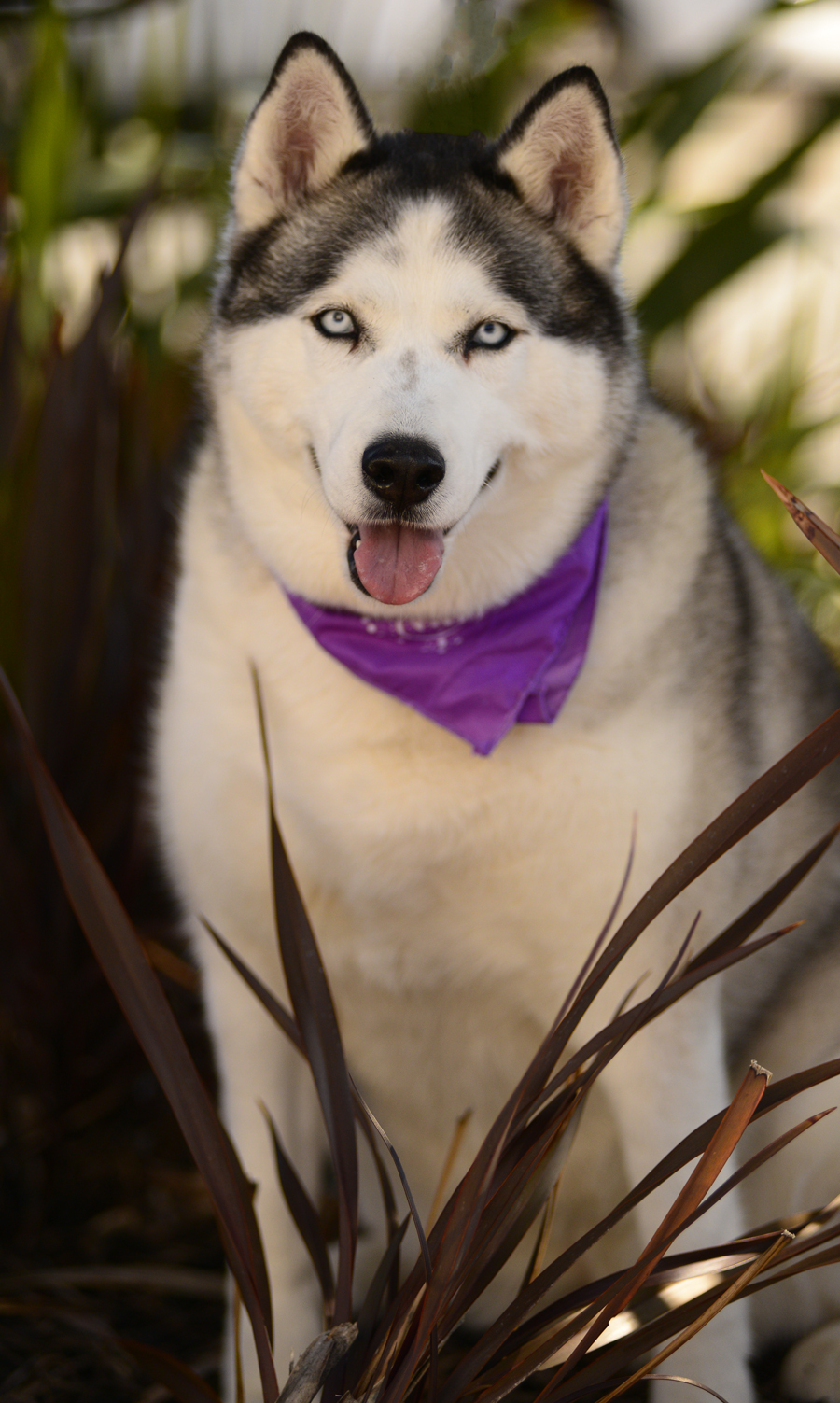 Sasha, an adoptable Siberian Husky in Torrance, CA, 90504 | Photo Image 3