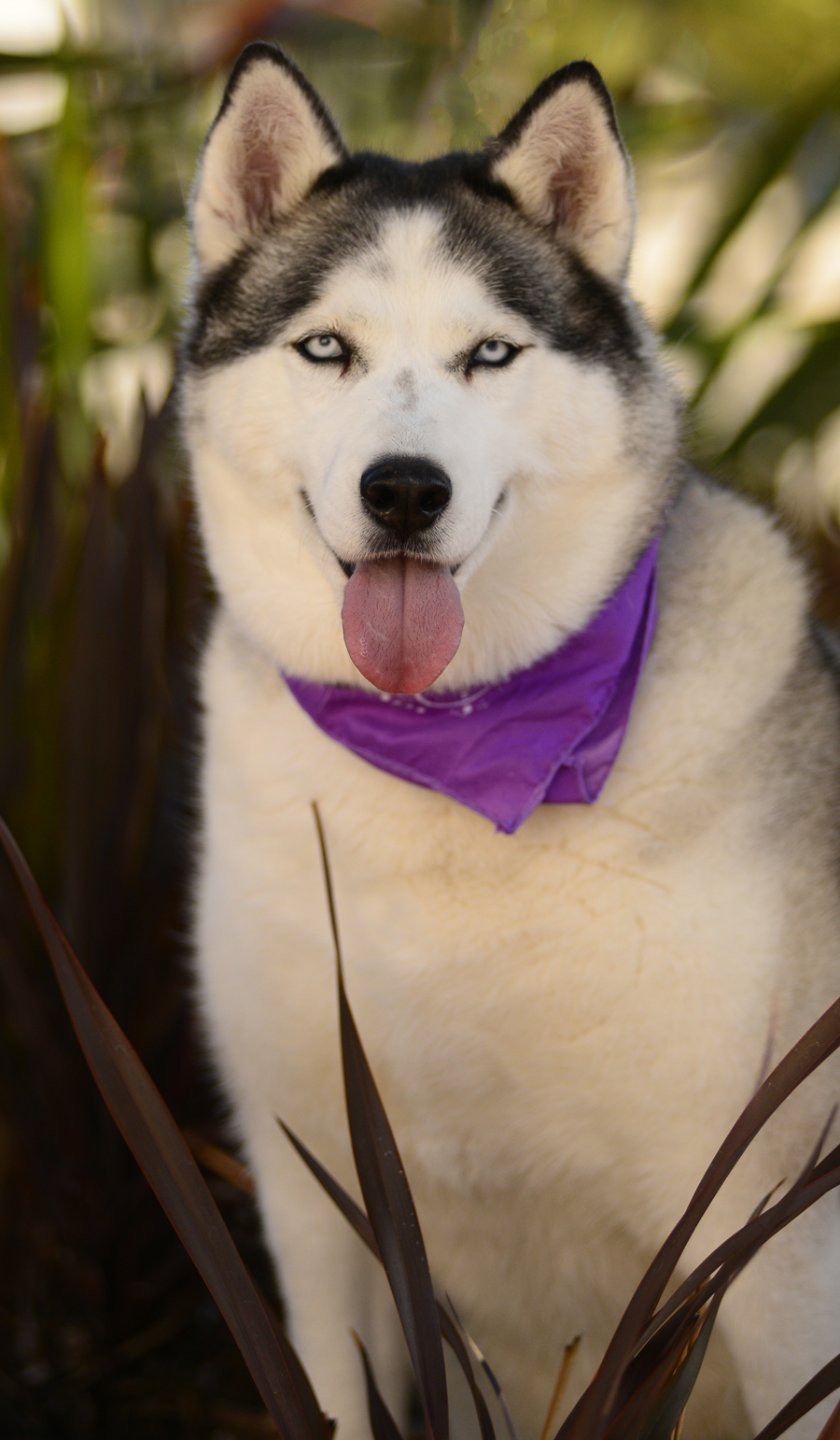 Sasha, an adoptable Siberian Husky in Torrance, CA, 90504 | Photo Image 4