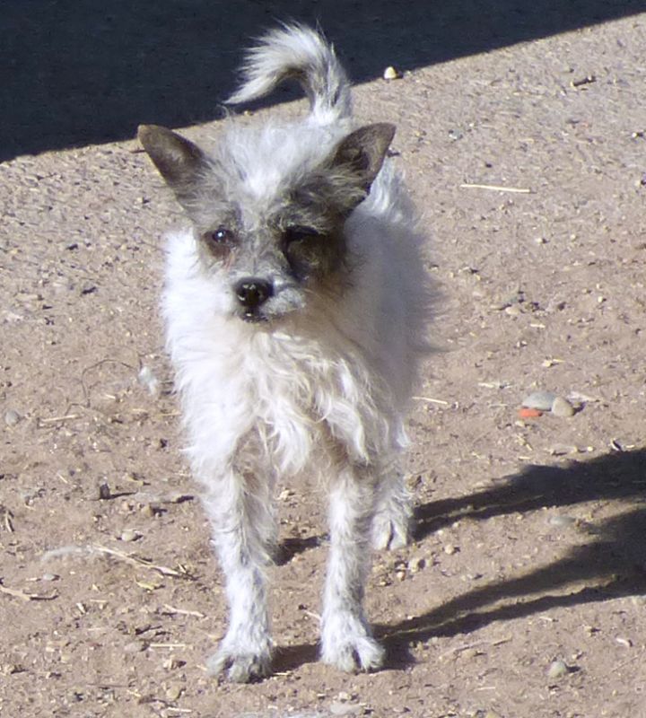 Dog For Adoption Eliza A Chihuahua Poodle Mix In Peralta Nm Petfinder