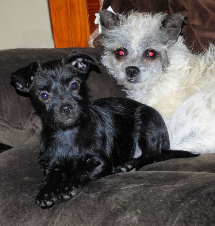 Dog For Adoption Eliza A Chihuahua Poodle Mix In Peralta Nm Petfinder