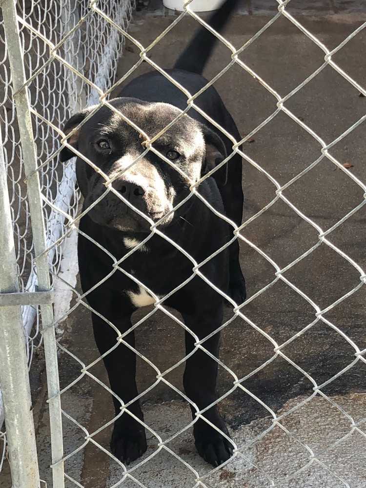 Crash, an adoptable Staffordshire Bull Terrier in Troy, AL, 36081 | Photo Image 2