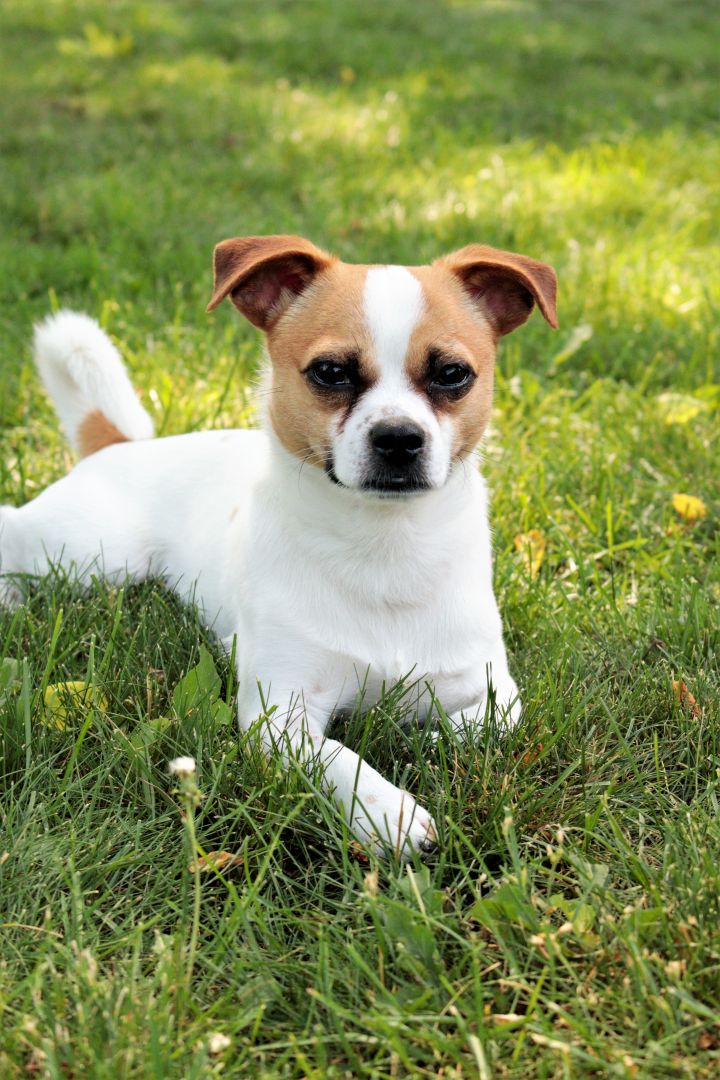 Rudy, an adopted Jack Russell Terrier & Chihuahua Mix in Hawkestone, ON_image-1