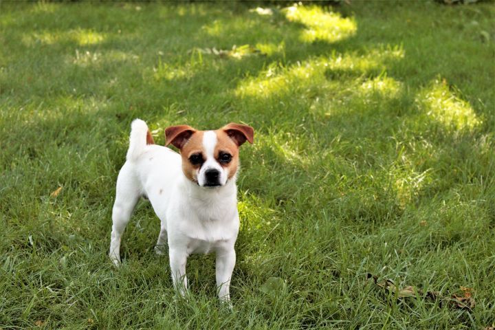 Rudy, an adopted Jack Russell Terrier & Chihuahua Mix in Hawkestone, ON_image-3