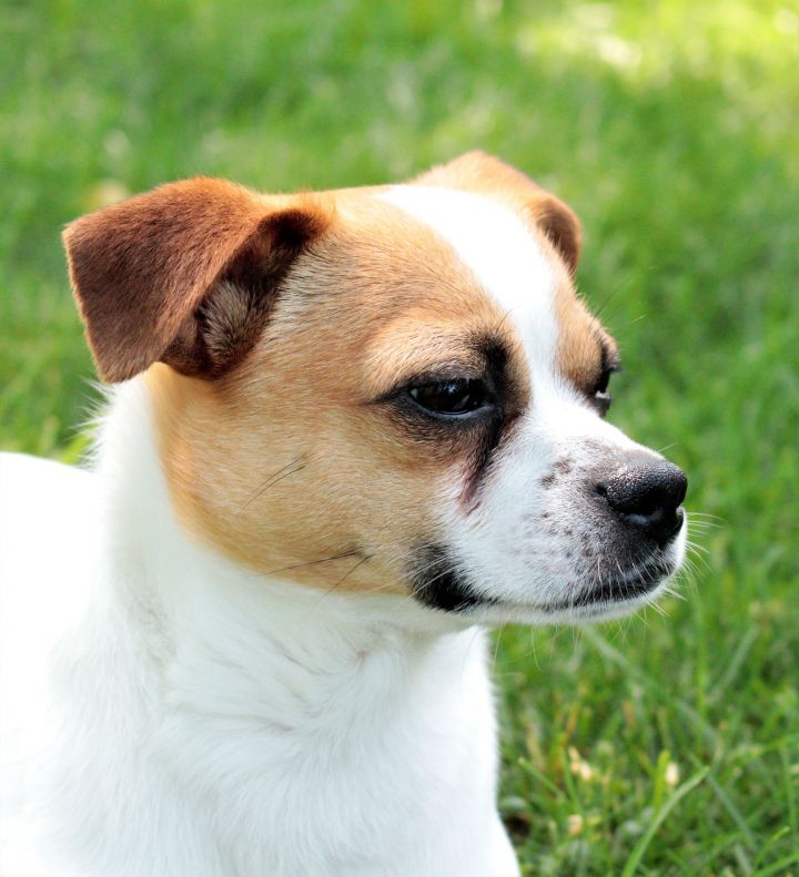 Rudy, an adopted Jack Russell Terrier & Chihuahua Mix in Hawkestone, ON_image-5