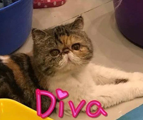 Diva detail page