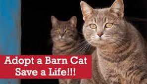 Cat For Adoption Back Yard Buddies Barn Farm Cats An American