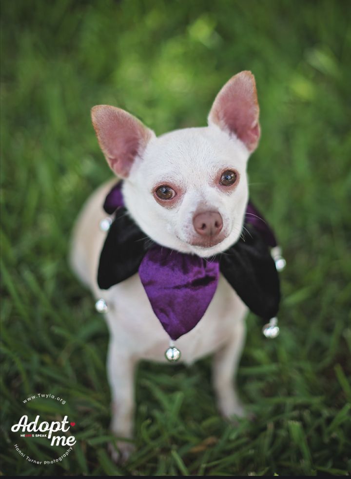 Jake, an adopted Chihuahua in Kingwood, TX_image-2
