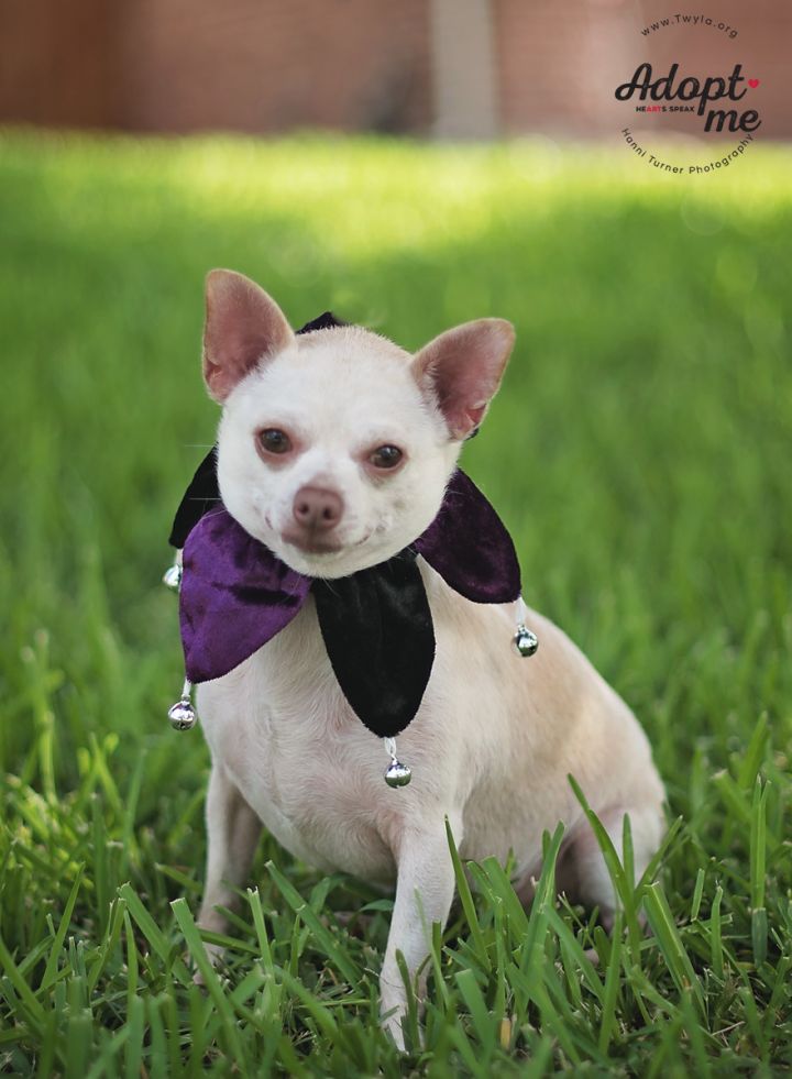 Jake, an adopted Chihuahua in Kingwood, TX_image-4