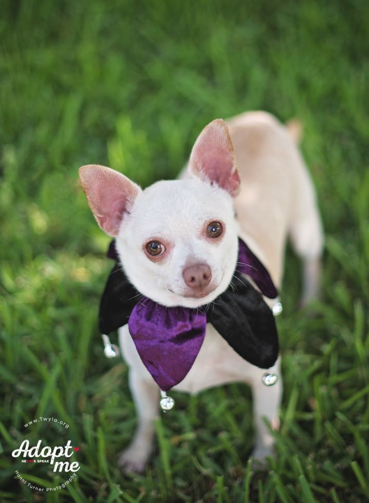 Jake, an adopted Chihuahua in Kingwood, TX_image-5