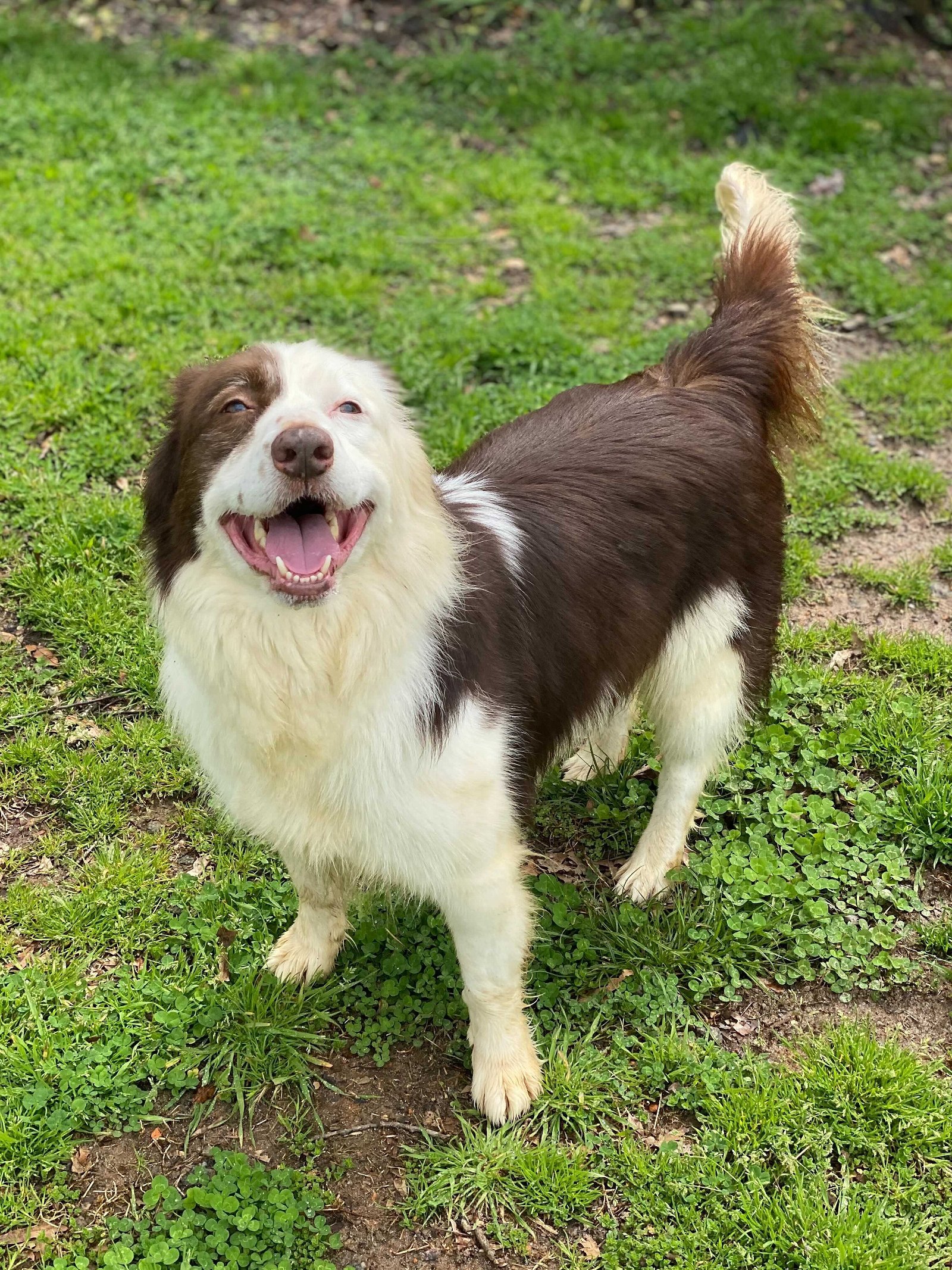 Beaux, an adoptable Border Collie in Pacolet, SC, 29372 | Photo Image 1