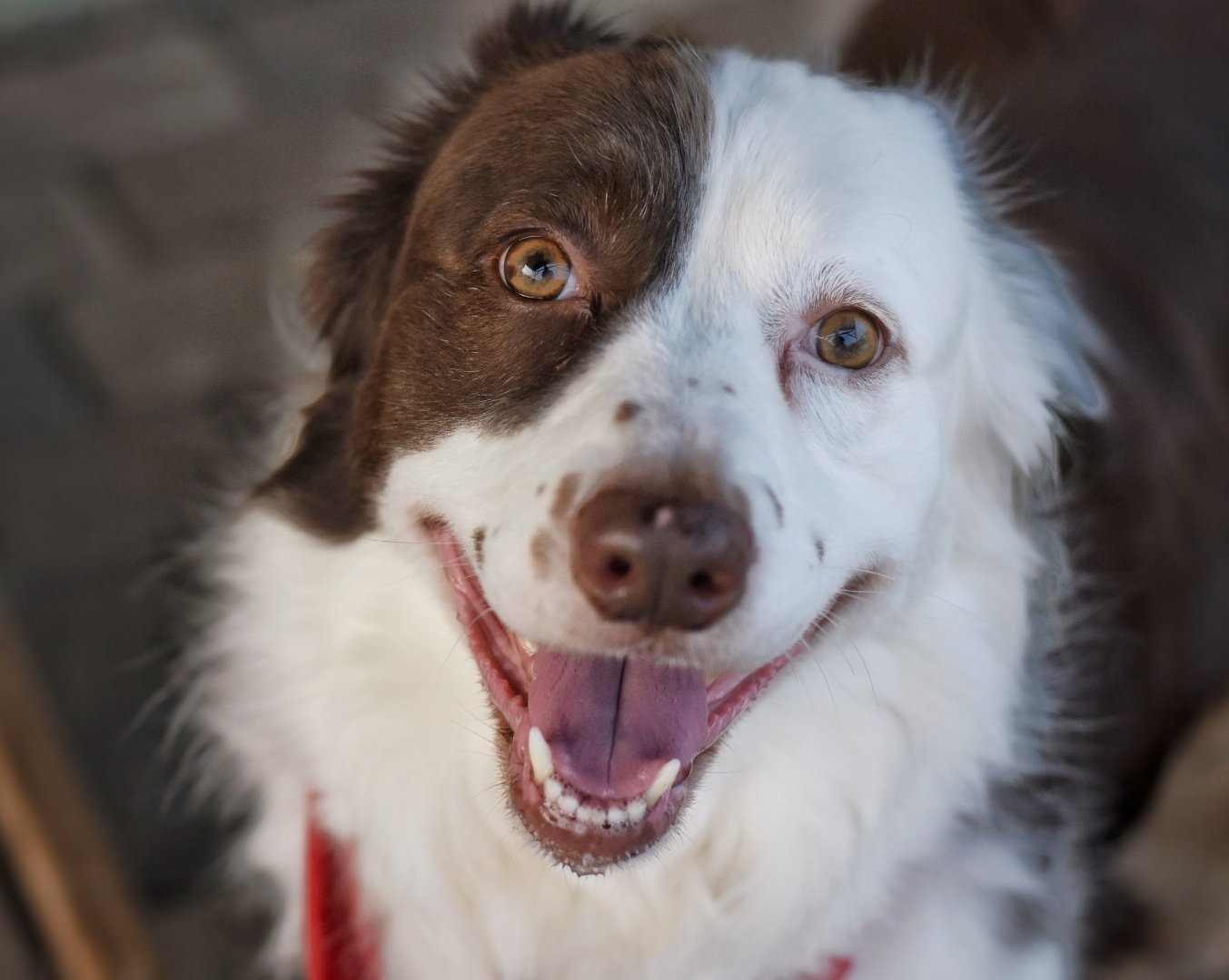 Beaux, an adoptable Border Collie in Pacolet, SC, 29372 | Photo Image 2