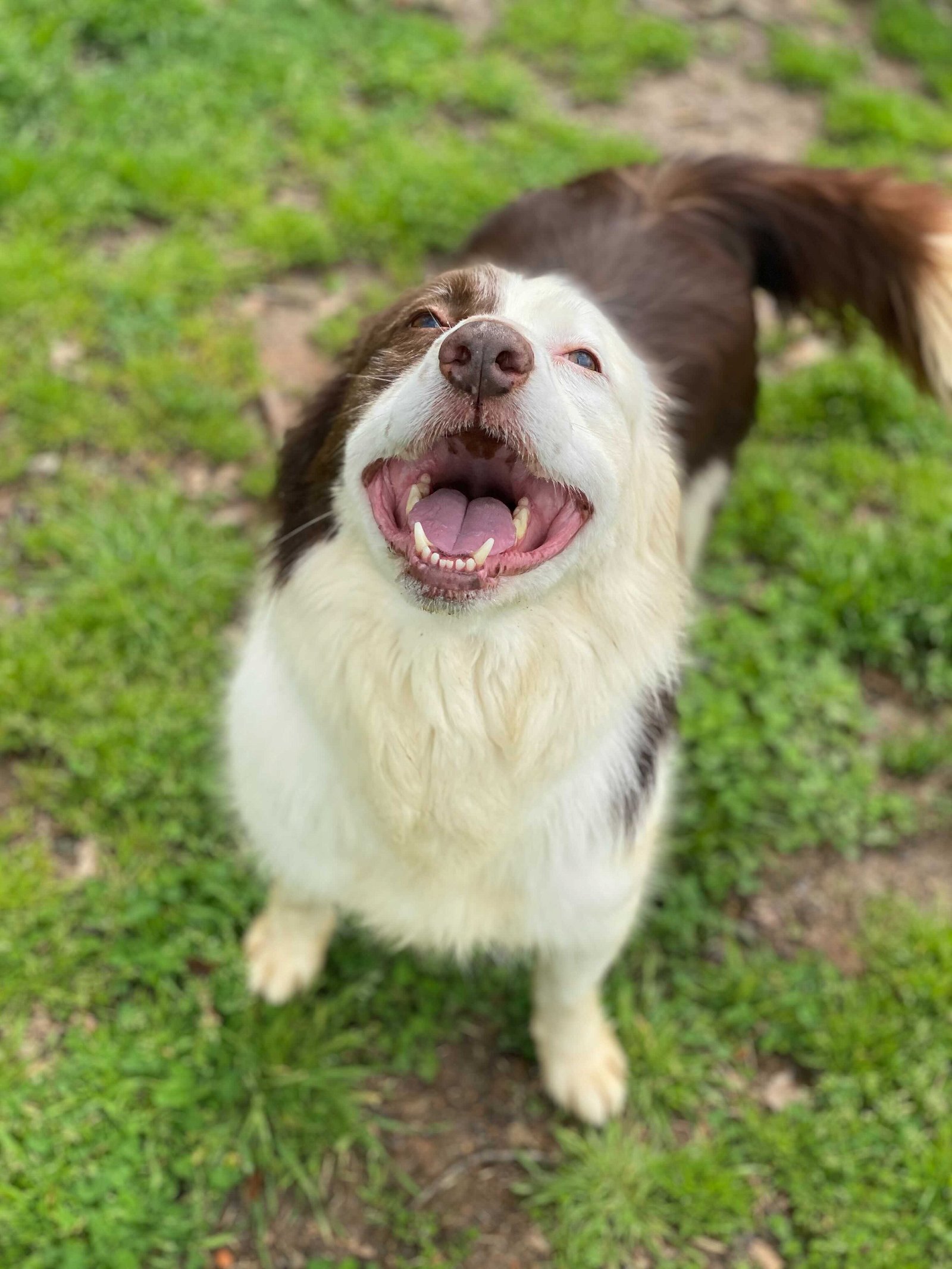 Beaux, an adoptable Border Collie in Pacolet, SC, 29372 | Photo Image 3