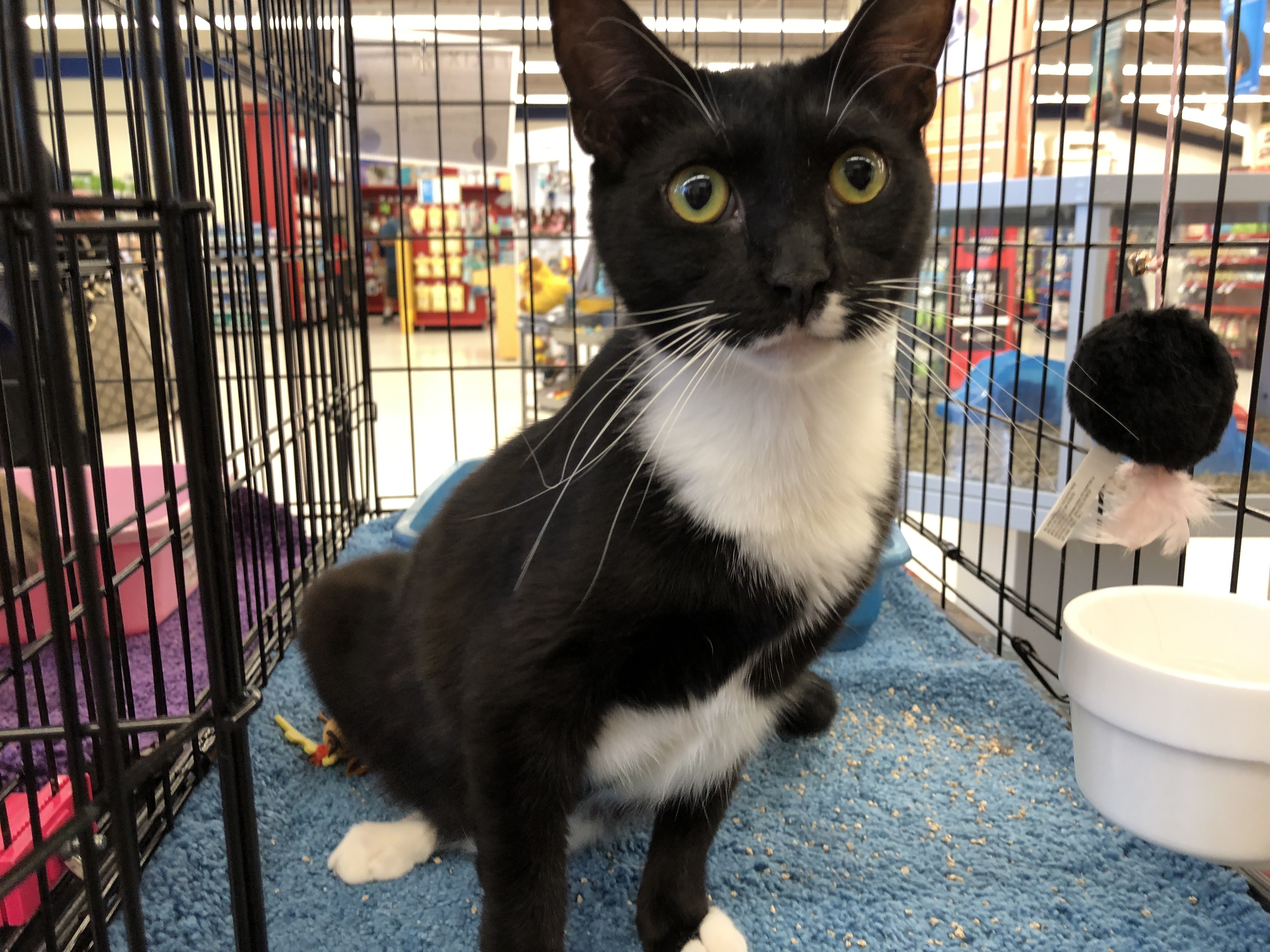 Felix, an adoptable American Shorthair in Buena Park, CA, 90620 | Photo Image 2