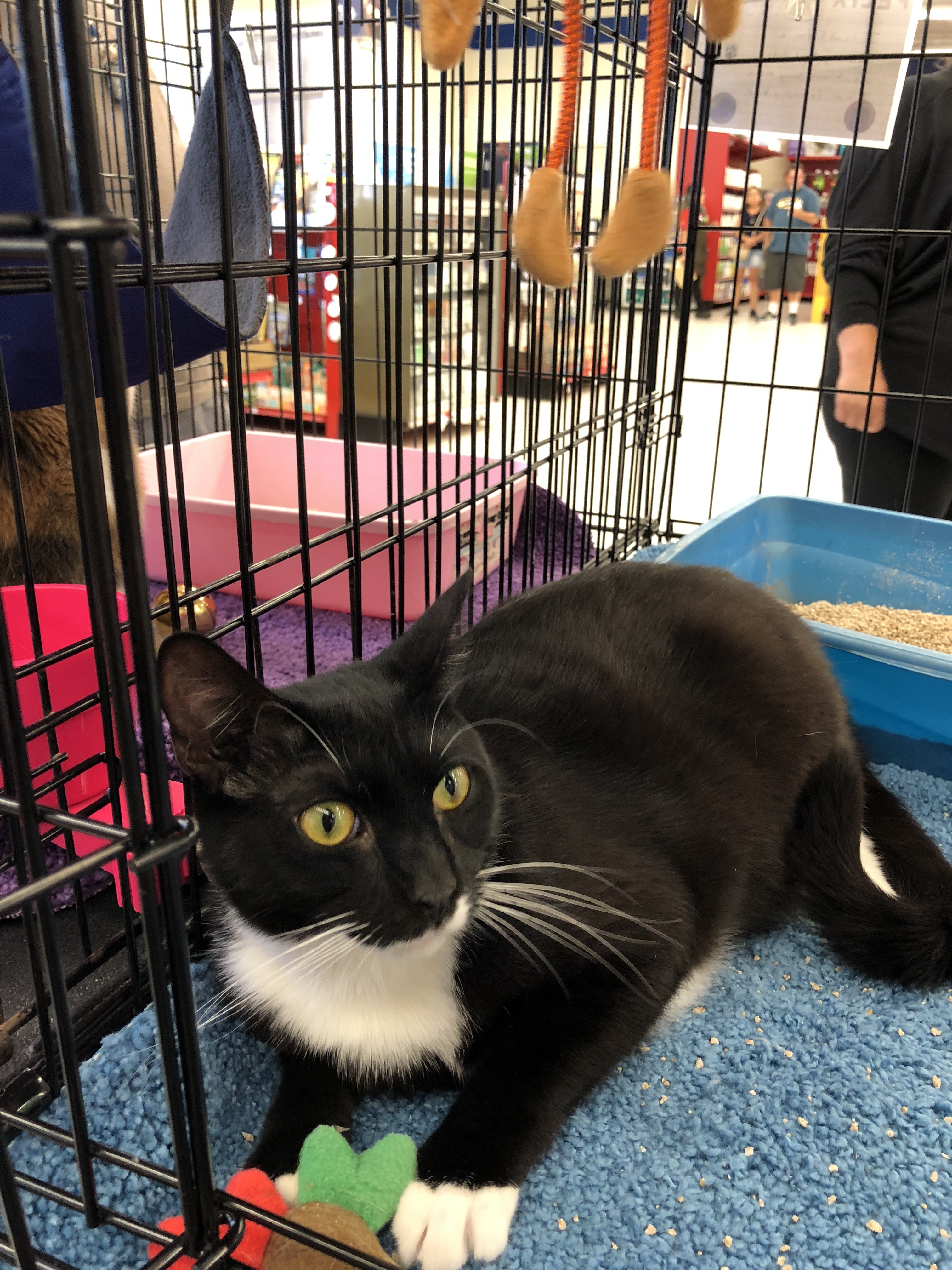 Felix, an adoptable American Shorthair in Buena Park, CA, 90620 | Photo Image 1