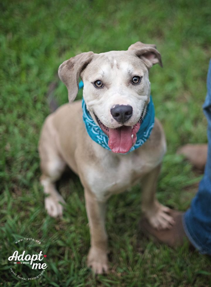 Uno, an adopted Labrador Retriever & Mastiff Mix in Kingwood, TX_image-3
