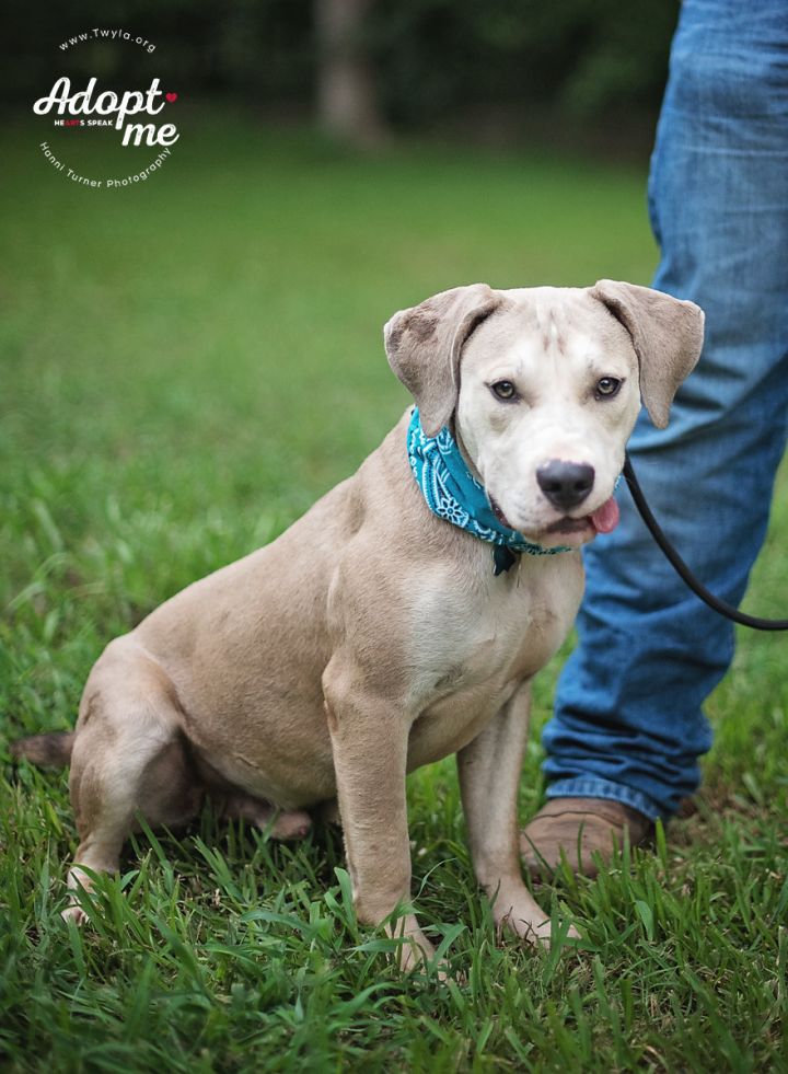 Uno, an adopted Labrador Retriever & Mastiff Mix in Kingwood, TX_image-4