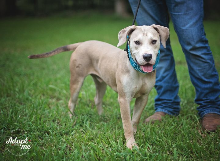 Uno, an adopted Labrador Retriever & Mastiff Mix in Kingwood, TX_image-6