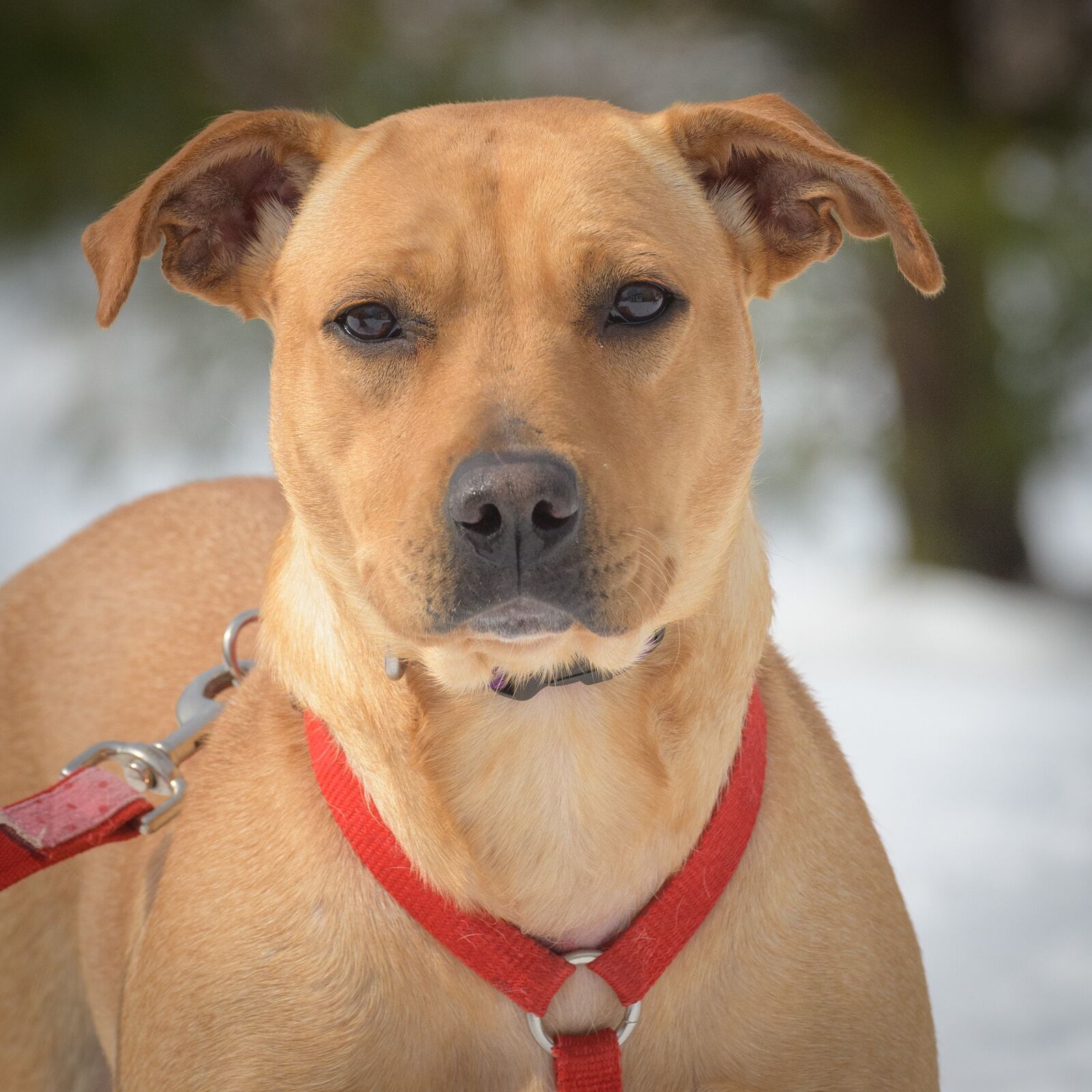 Eve, an adoptable Yellow Labrador Retriever in Lambertville, NJ, 08530 | Photo Image 1