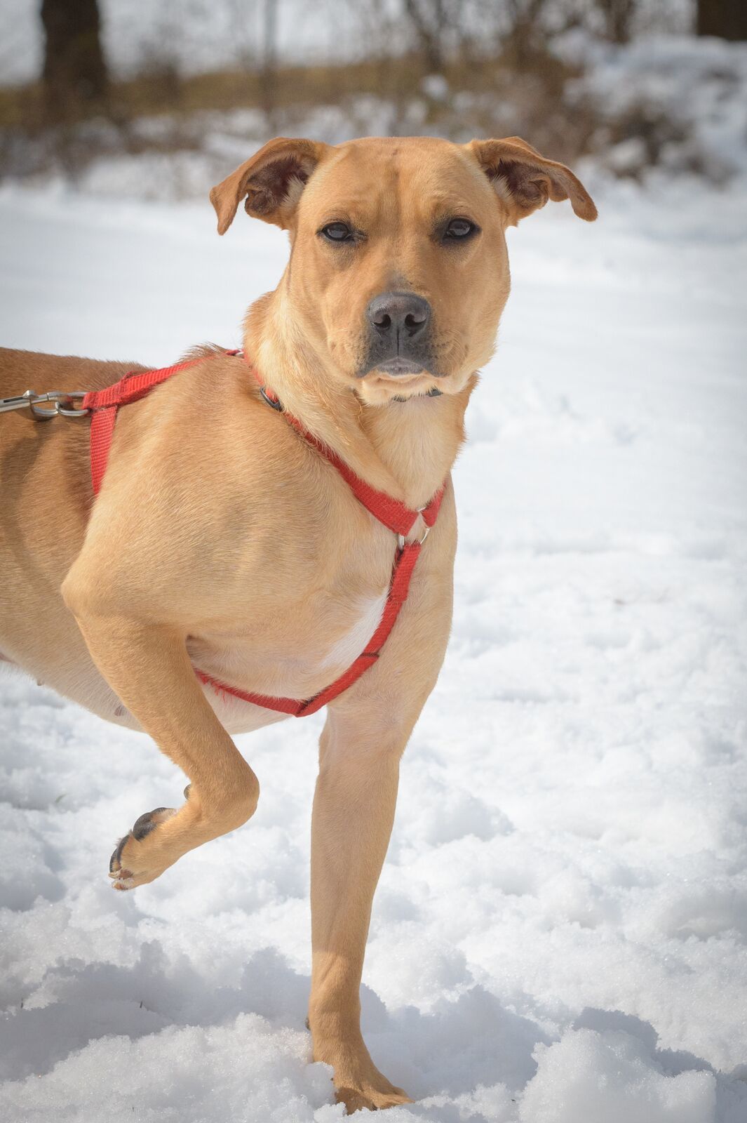 Eve, an adoptable Yellow Labrador Retriever in Lambertville, NJ, 08530 | Photo Image 2