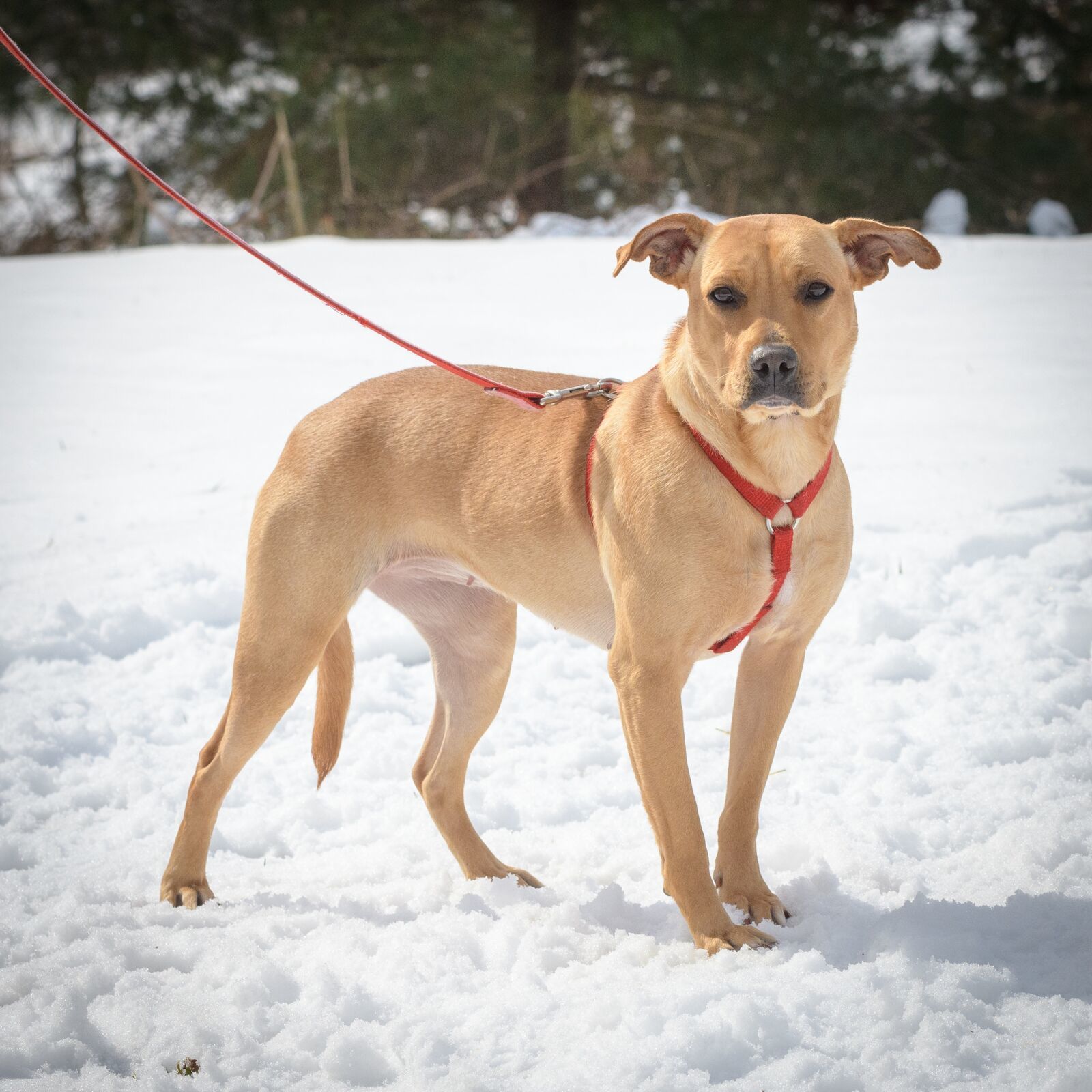 Eve, an adoptable Yellow Labrador Retriever in Lambertville, NJ, 08530 | Photo Image 3