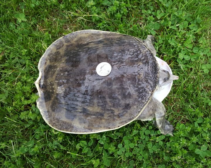 FL Softshell (Water Turtle), an adoptable Soft Shell in Baltimore, MD_image-2