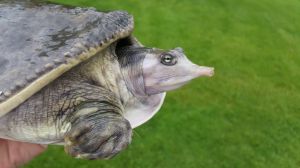 FL Softshell (Water Turtle)