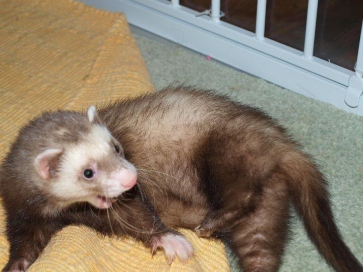 Can You Adopt A Ferret