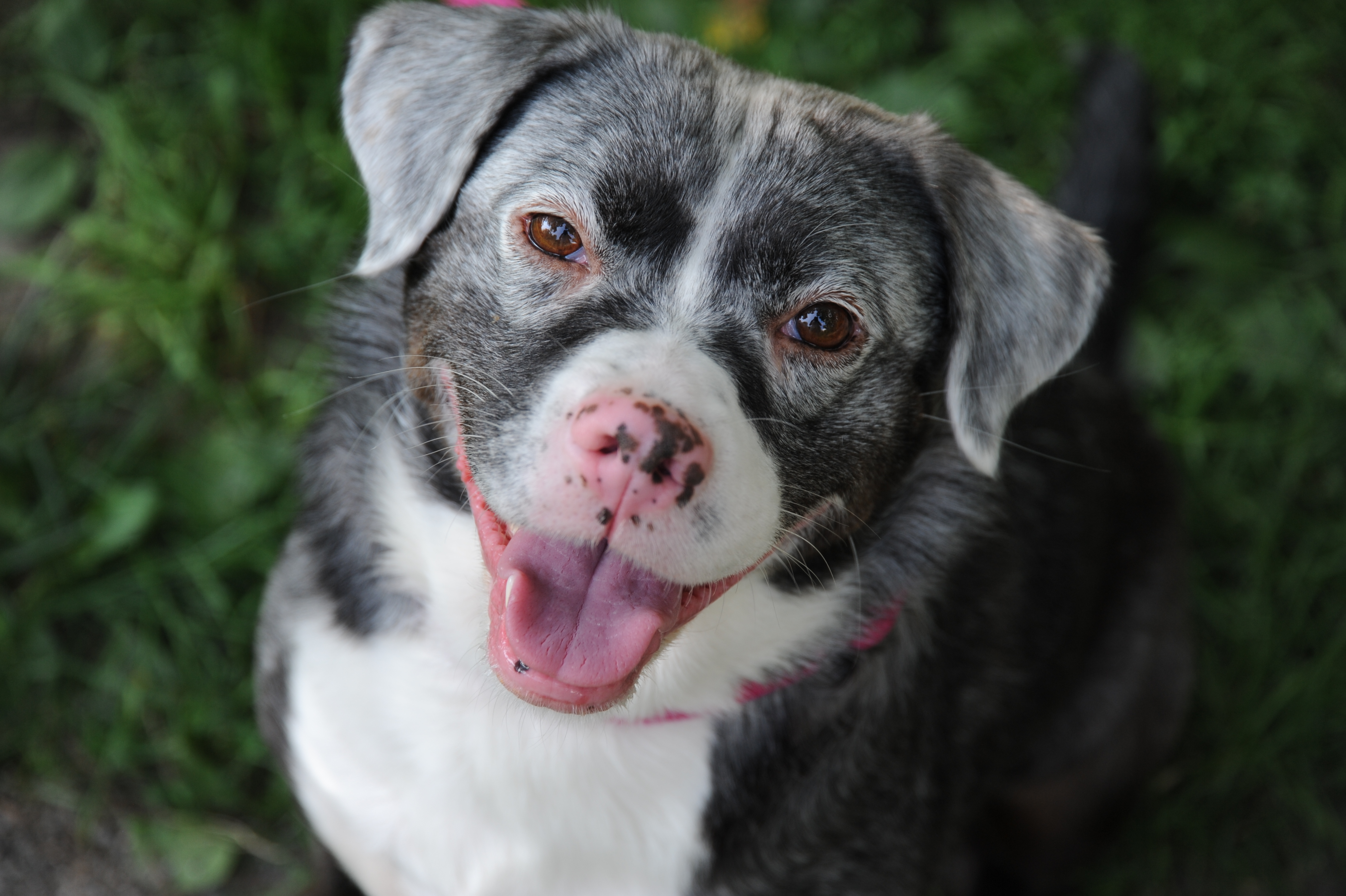 Sundae, an adoptable Mixed Breed in Ossining, NY, 10562 | Photo Image 6